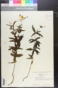 Coreopsis major image