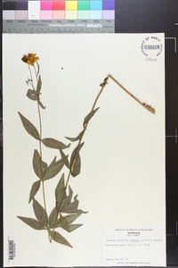 Coreopsis major image