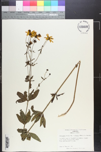 Coreopsis major image