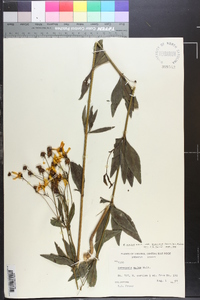 Coreopsis major image