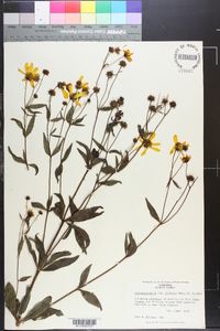 Coreopsis major image