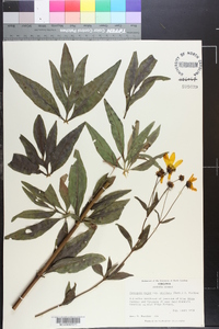 Coreopsis major image