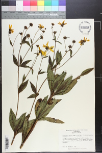 Coreopsis major image