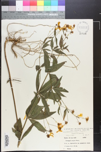 Coreopsis major image