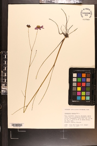 Coreopsis nudata image