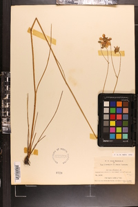 Coreopsis nudata image