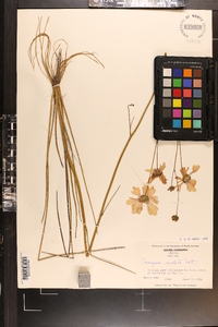 Coreopsis nudata image