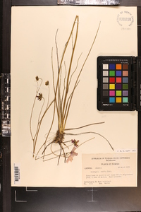 Coreopsis nudata image