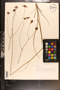 Coreopsis nudata image