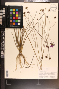 Coreopsis nudata image