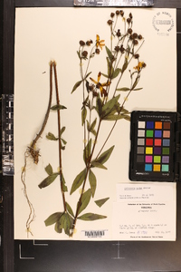 Coreopsis major image