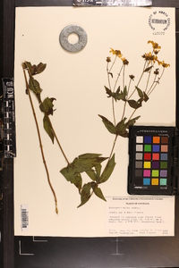 Coreopsis major image