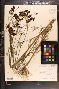 Coreopsis tinctoria image