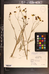 Coreopsis tinctoria image