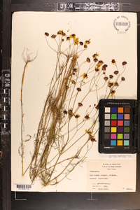 Coreopsis tinctoria image