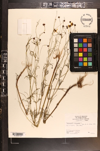 Coreopsis tinctoria image