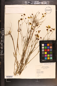 Coreopsis tinctoria image