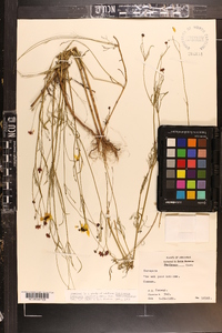 Coreopsis tinctoria image