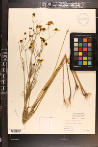 Coreopsis tinctoria image