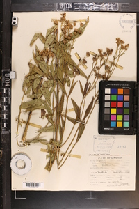 Coreopsis tripteris image