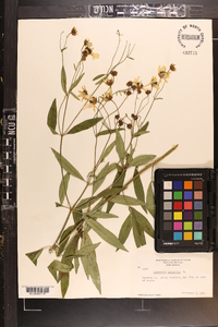 Coreopsis tripteris image