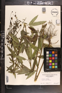 Coreopsis tripteris image