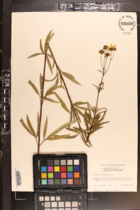 Coreopsis tripteris image