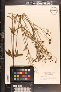 Coreopsis tripteris image