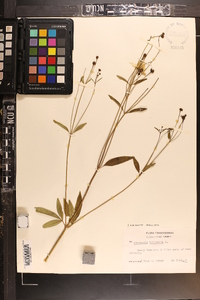 Coreopsis tripteris image