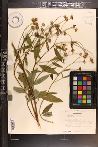 Coreopsis tripteris image