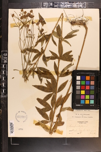 Coreopsis tripteris image