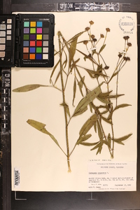 Coreopsis tripteris image