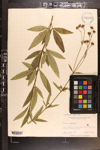 Coreopsis tripteris image