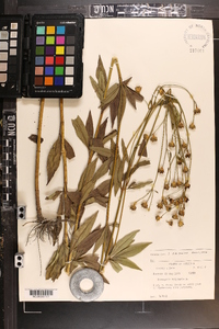 Coreopsis tripteris image