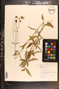 Coreopsis tripteris image