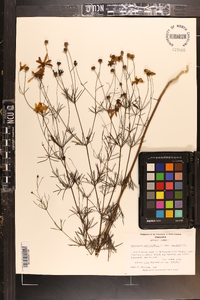 Coreopsis verticillata image