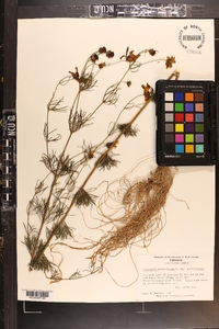 Coreopsis verticillata image