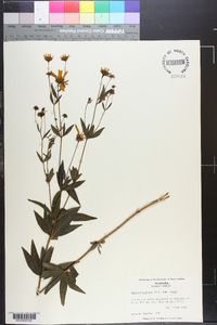 Coreopsis major image