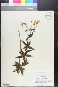 Coreopsis major image