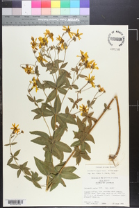 Coreopsis major image