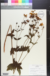 Coreopsis major image