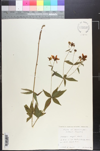 Coreopsis major image