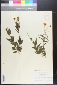 Coreopsis major image