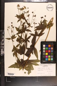 Coreopsis major image