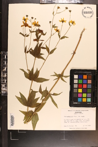 Coreopsis major image