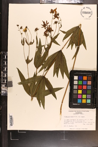 Coreopsis major image