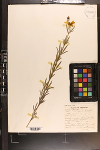 Coreopsis palmata image