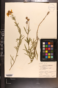 Coreopsis palmata image