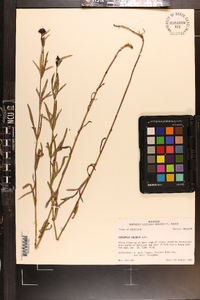 Coreopsis palmata image