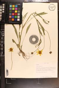 Coreopsis pubescens image